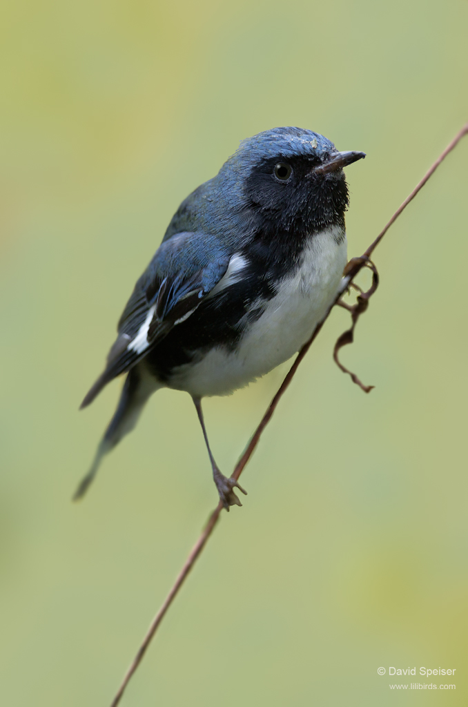 Black-throated Blue Warbler