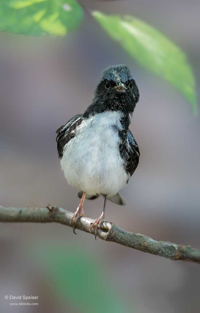 Black-throated Blue Warbler