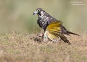 Peregrine Falcon with Northern Flicker Kill