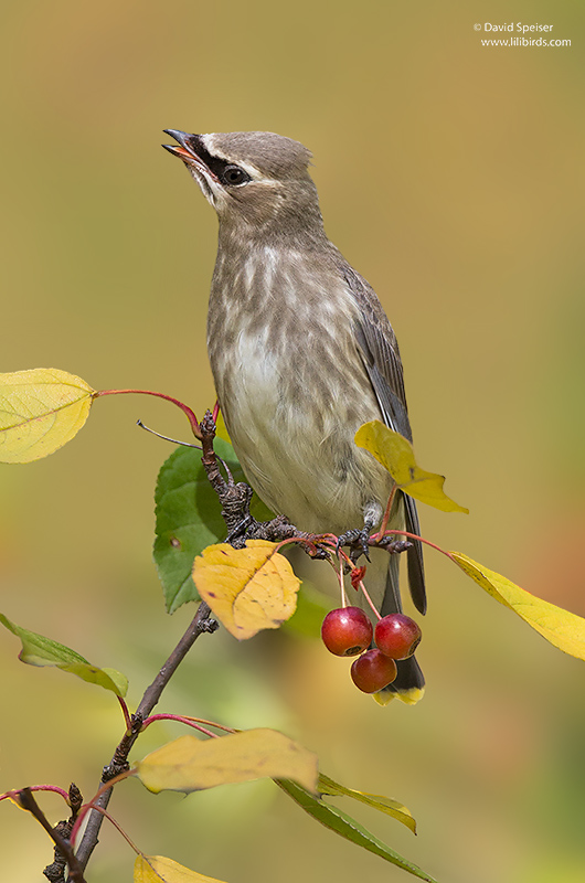 Cedar Waxwing