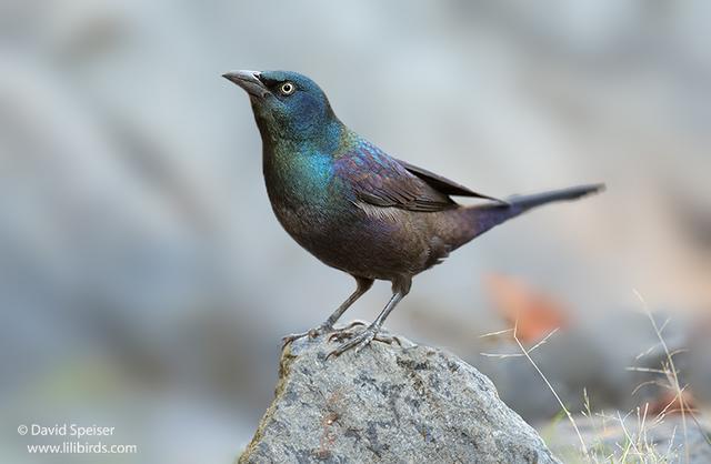 Common Grackle