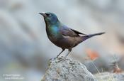 Common Grackle