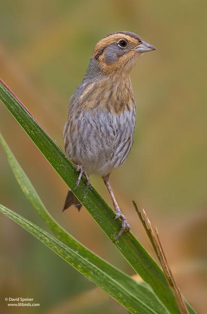 Nelson's Sparrow