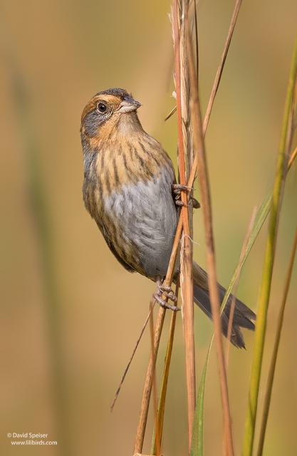 Nelson's Sparrow