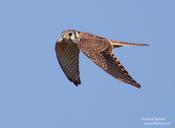 American Kestrel