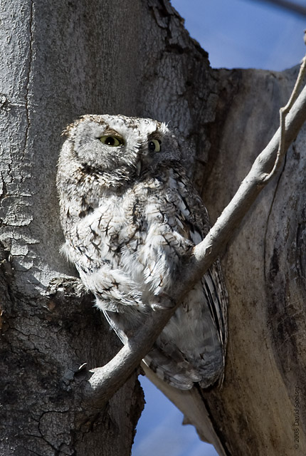 Eastern Screech Owl