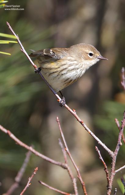 Yellow-rumped Warbler