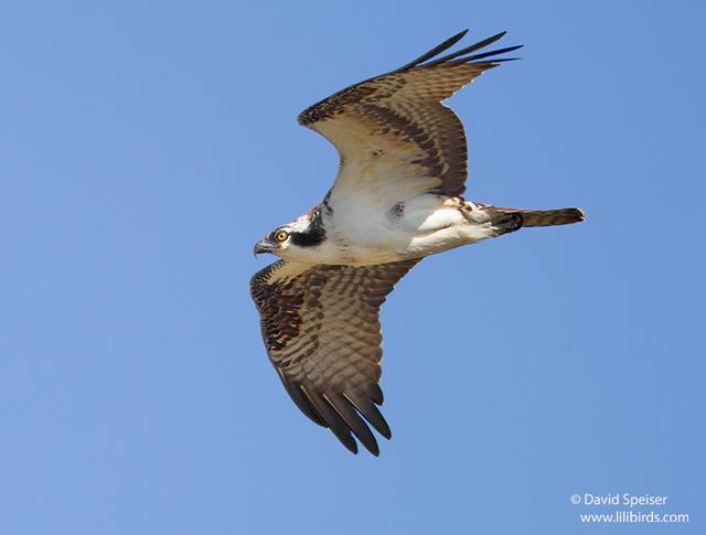 Osprey