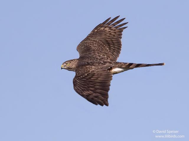 Cooper's Hawk