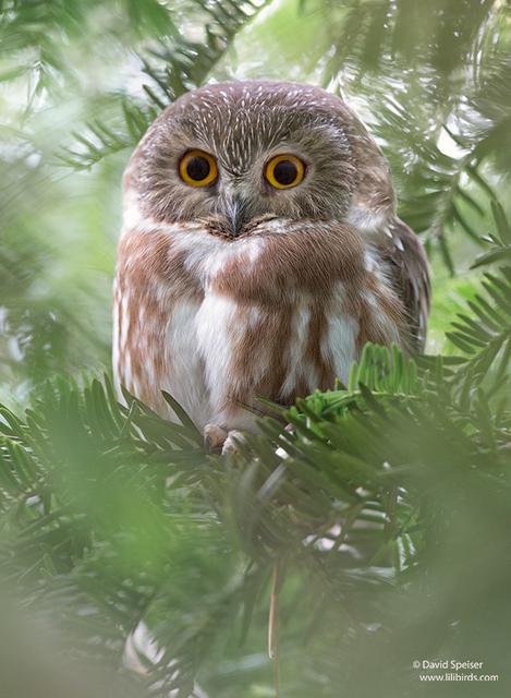 Northern Saw-whet Owl