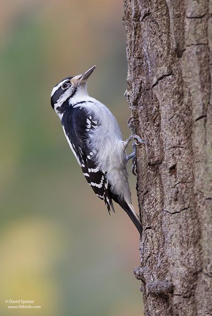 Hairy Woodpecker