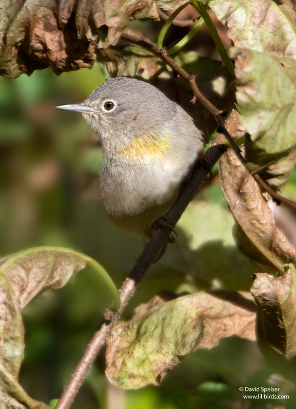 virginia warbler 3e 800ws