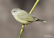 Orange-crowned Warbler