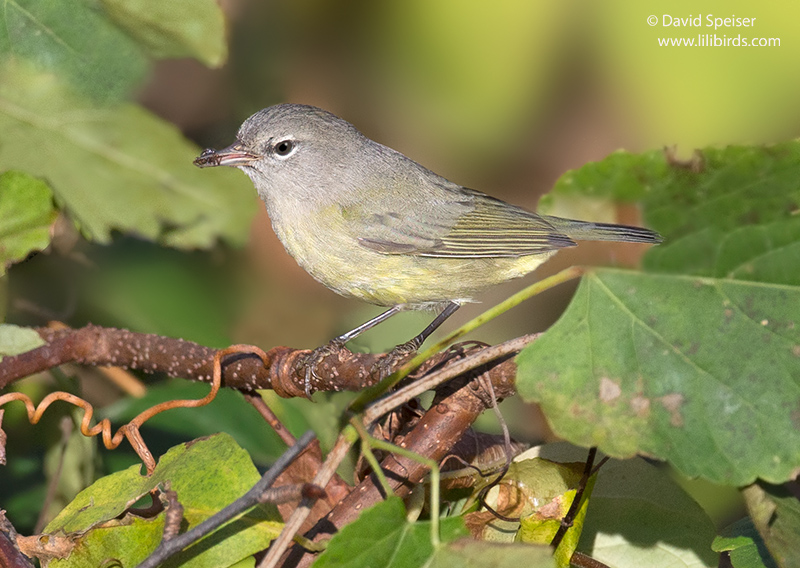 Orange-crowned Warbler