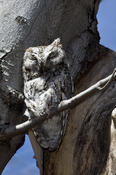 Eastern Screech Owl