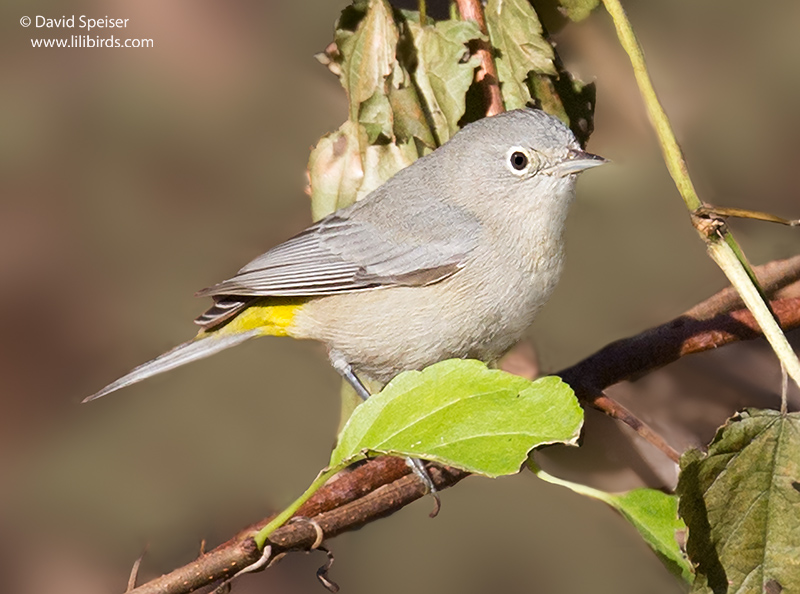 Virginia Warbler