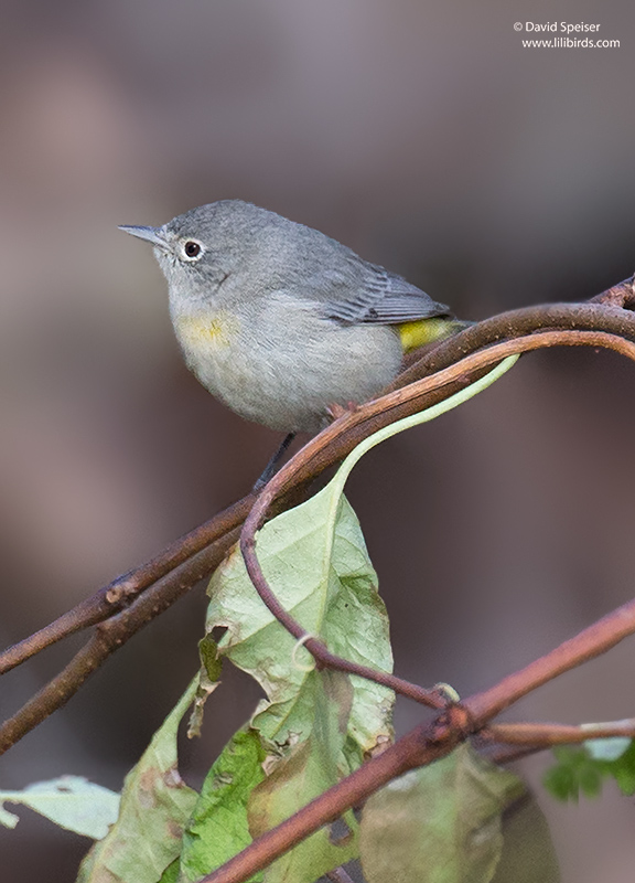 Virginia Warbler