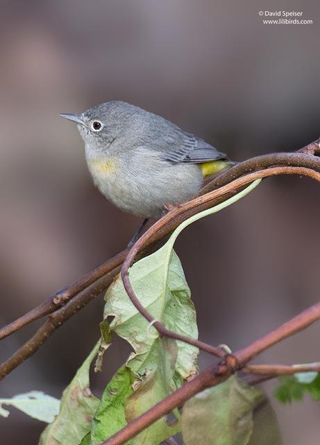 Virginia Warbler