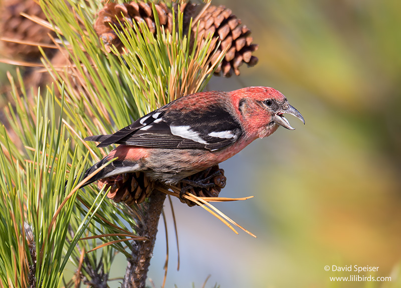 White-winged Crossbill