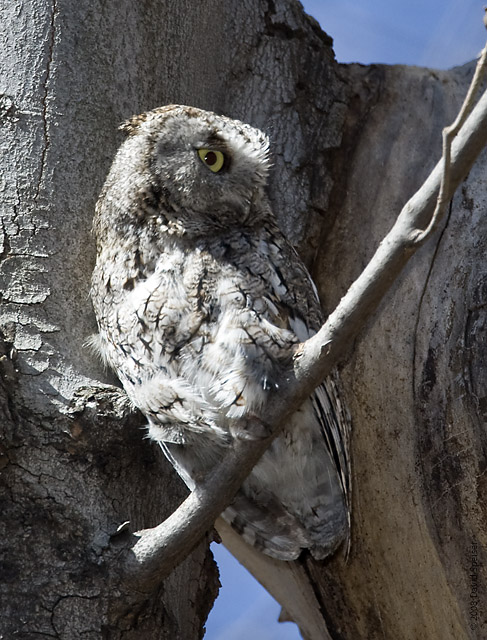 Eastern Screech Owl