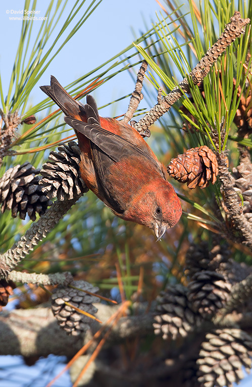 Red Crossbill