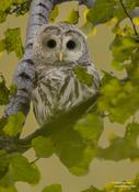 Barred Owl