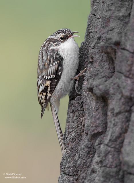 Brown Creeper