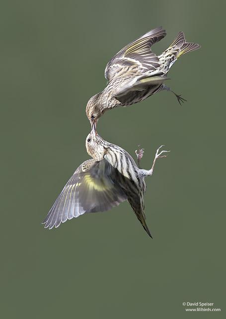 Pine Siskins