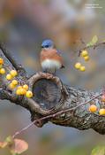 Eastern Bluebird