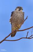 Peregrine Falcon