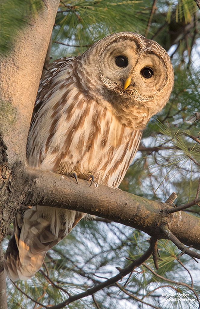 Barred Owl