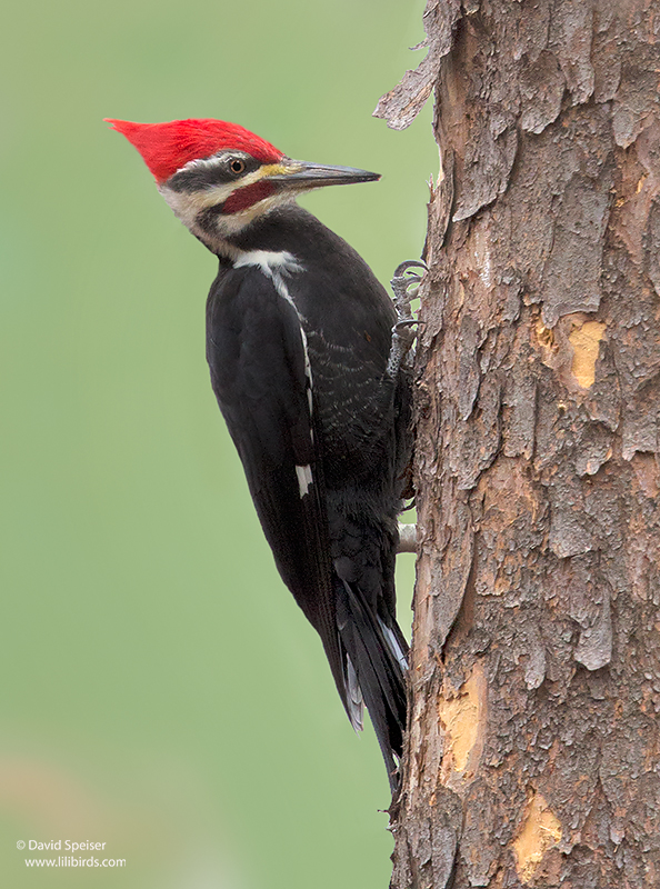 Pileated Woodpecker