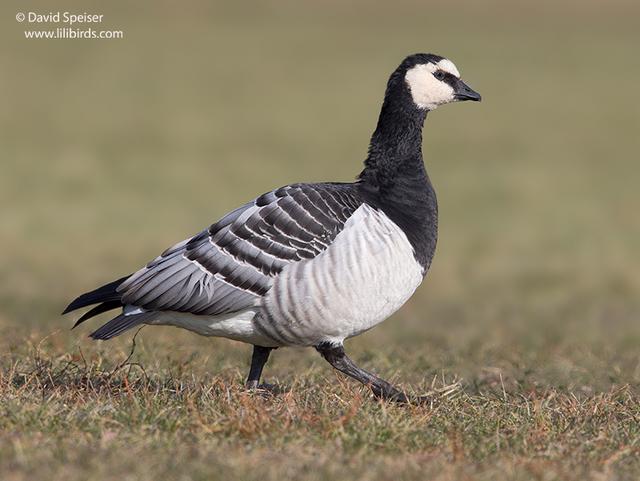 Barnacle Goose