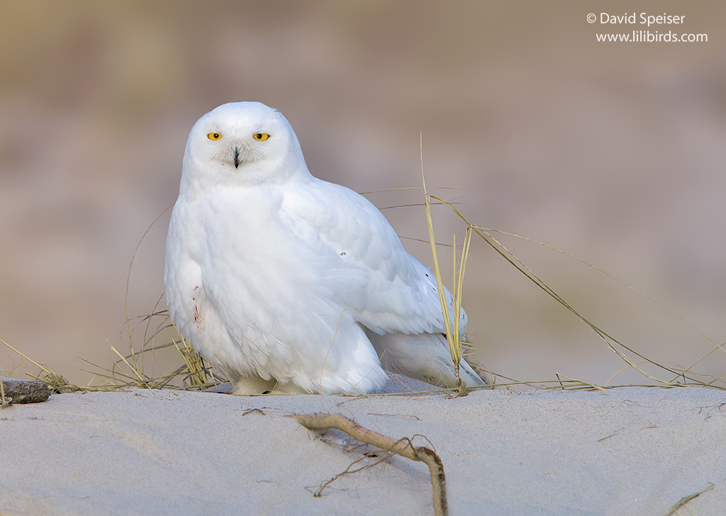 Snowy Owl