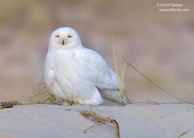 Snowy Owl