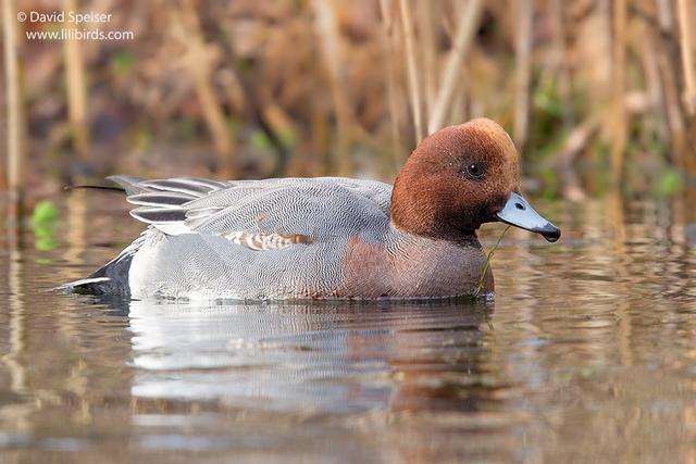 Eurasian Wigeon