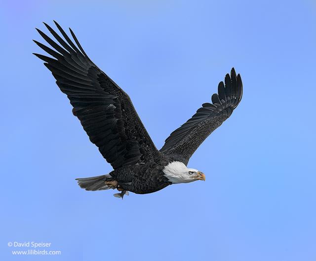 Bald Eagle