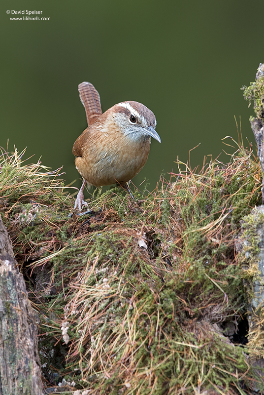 Carolina Wren