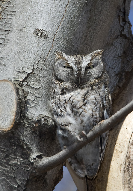 Eastern Screech Owl