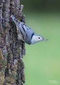 White-breasted Nuthatch