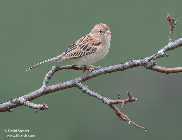 Field Sparrow