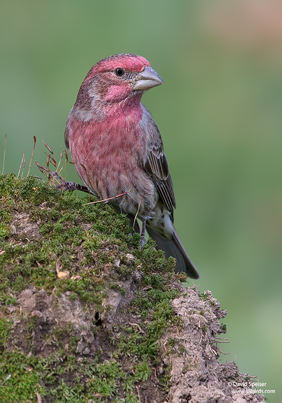 House Finch