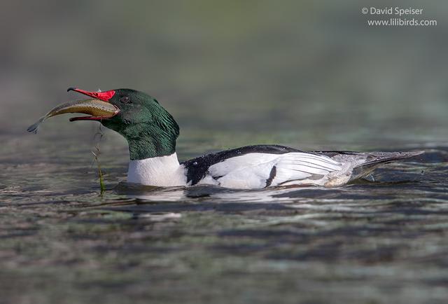 Common Merganser