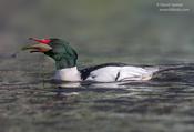 Common Merganser