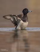 Tufted Duck