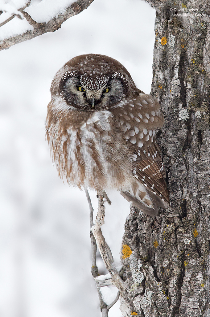 Boreal Owl