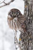 Boreal Owl