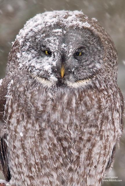 Great Gray Owl