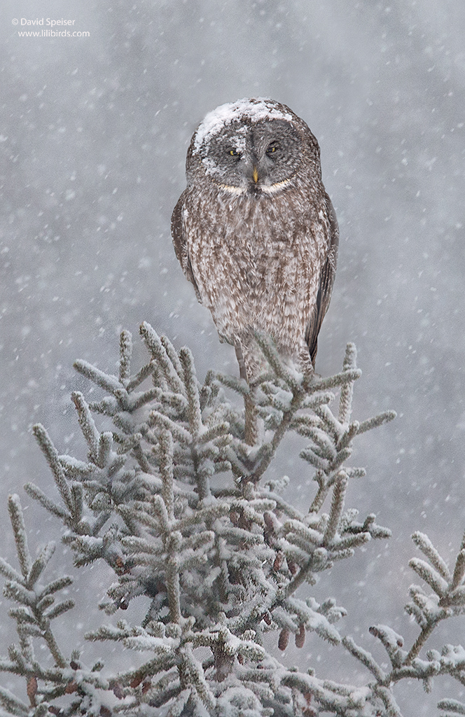 Great Gray Owl