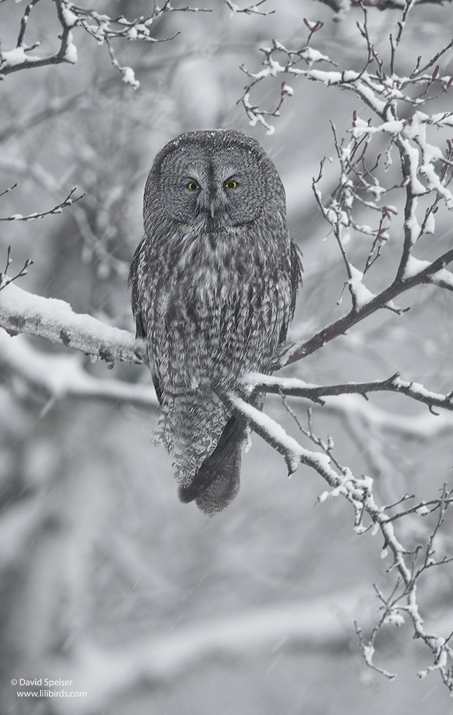 Great Gray Owl